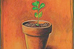 Seedling